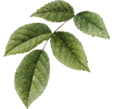 alt image flower